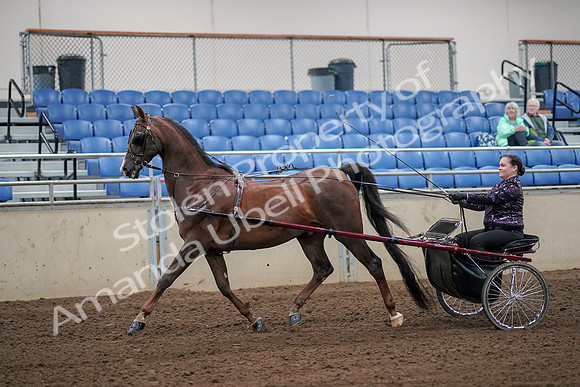 2019 Morgan Horse Show - Aug 30, 2019 - 13082