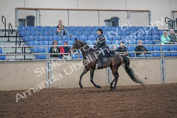 2019 Morgan Horse Show - Aug 30, 2019 - 15615