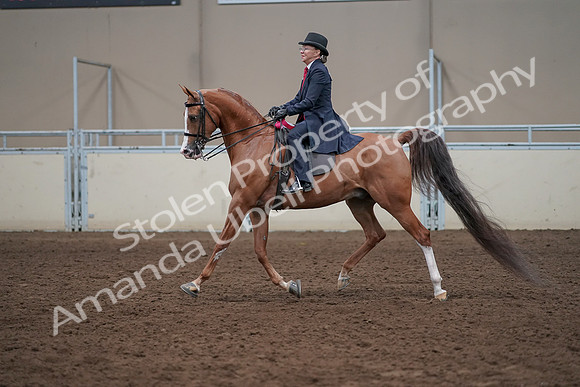 2019 Morgan Horse Show - Sept 01, 2019 - 12135