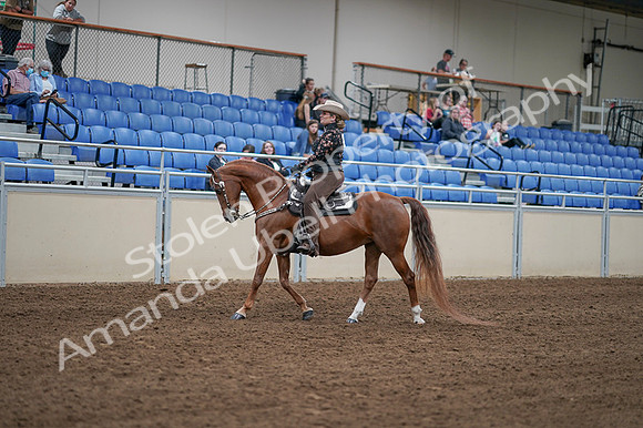 2020 - AB Morgan Horse - Fri, Sept 04 - 08325