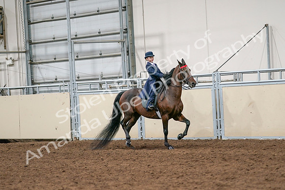 2020 - AB Morgan Horse - Sat, Sept 05 - 04823