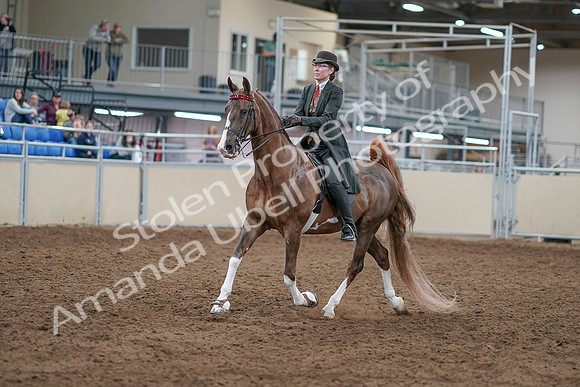 2020 - AB Morgan Horse - Sat, Sept 05 - 12956