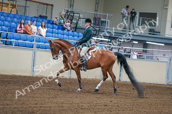 2020 - AB Morgan Horse - Fri, Sept 04 - 01547
