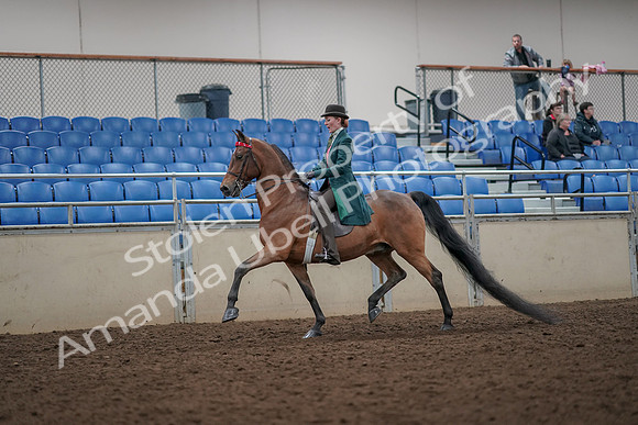 2019 Morgan Horse Show - Aug 30, 2019 - 27871