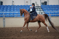 2019 Morgan Horse Show - Sept 01, 2019 - 11897