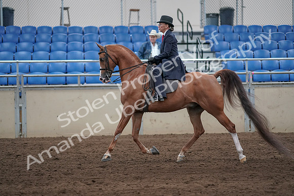 2019 Morgan Horse Show - Sept 01, 2019 - 11897