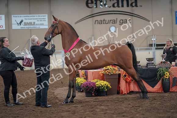 2019 Morgan Horse Show - Aug 31, 2019 - 00941