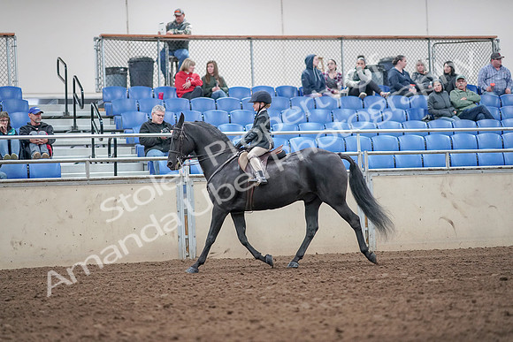 2019 Morgan Horse Show - Aug 31, 2019 - 19471