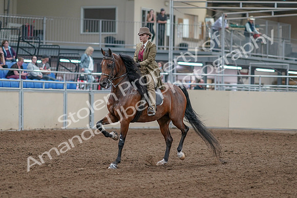 2020 - AB Morgan Horse - Fri, Sept 04 - 11135