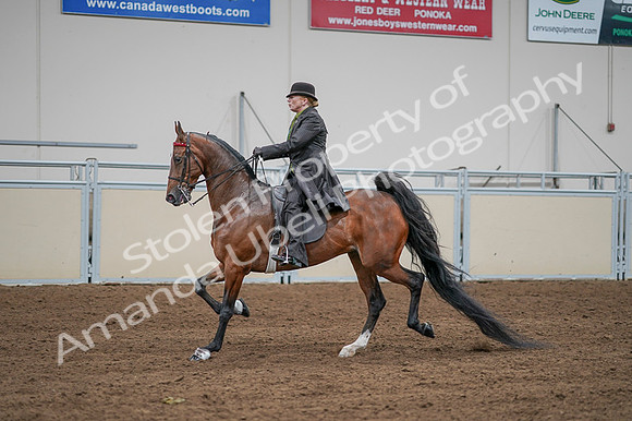 2020 - AB Morgan Horse - Fri, Sept 04 - 09574