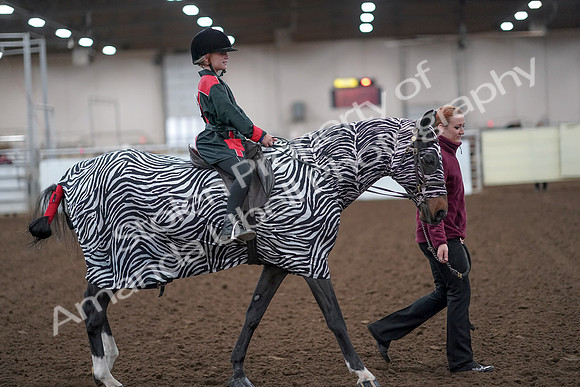 2019 Morgan Horse Show - Aug 31, 2019 - 10025