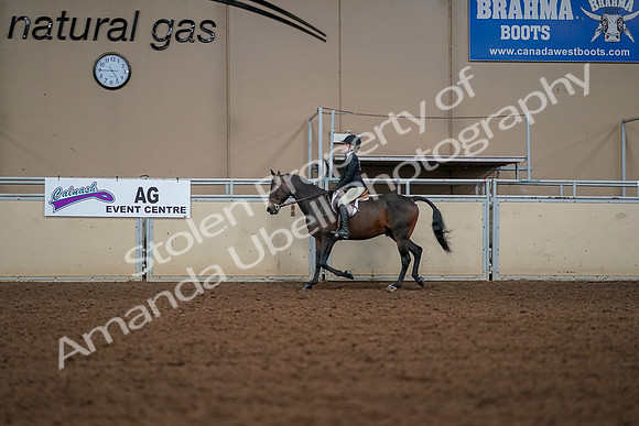 2019 Morgan Horse Show - Aug 30, 2019 - 23231