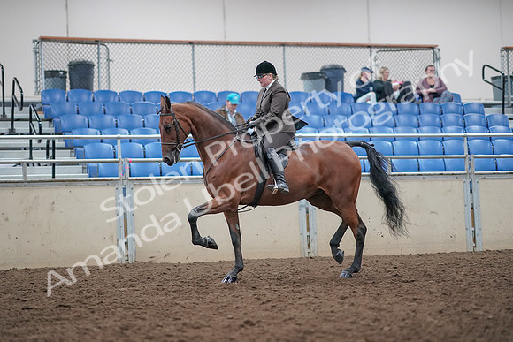 2019 Morgan Horse Show - Aug 31, 2019 - 14843