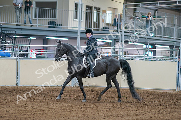 2020 - AB Morgan Horse - Fri, Sept 04 - 01518