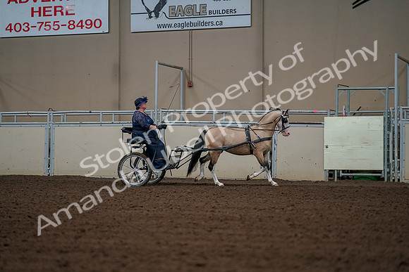 2019 Morgan Horse Show - Aug 30, 2019 - 13453