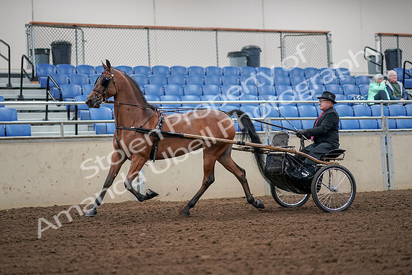 2019 Morgan Horse Show - Aug 30, 2019 - 13191