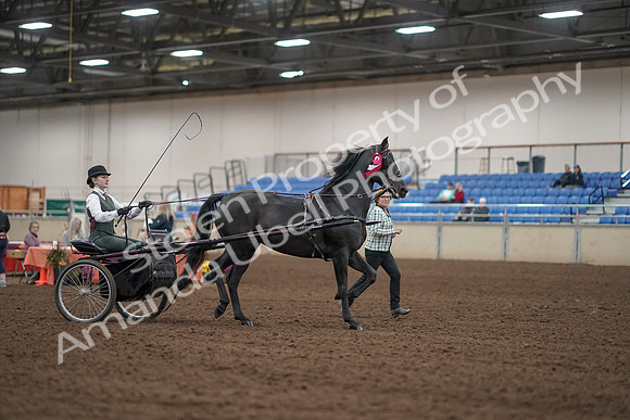 2019 Morgan Horse Show - Aug 31, 2019 - 04808