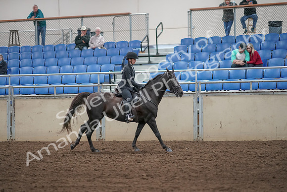 2019 Morgan Horse Show - Aug 31, 2019 - 07545