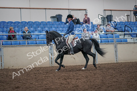 2019 Morgan Horse Show - Aug 31, 2019 - 16523