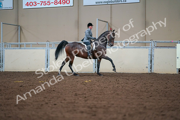 2019 Morgan Horse Show - Aug 30, 2019 - 21011