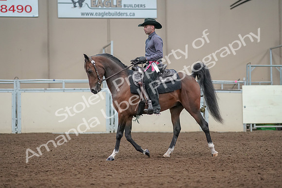 2019 Morgan Horse Show - Aug 31, 2019 - 06273