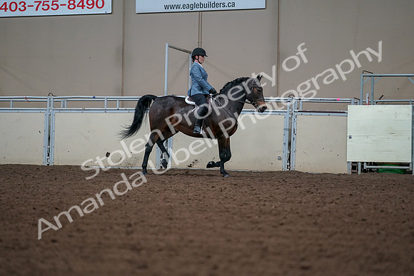 2019 Morgan Horse Show - Aug 30, 2019 - 18588