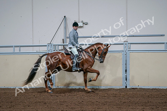 2020 - AB Morgan Horse - Fri, Sept 04 - 01798