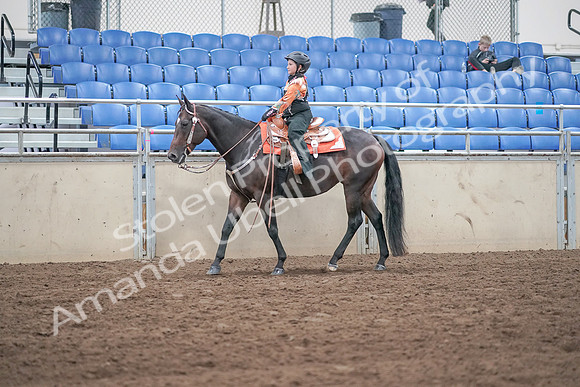 2019 Morgan Horse Show - Sept 01, 2019 - 05732