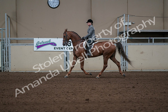 2019 Morgan Horse Show - Sept 01, 2019 - 12209