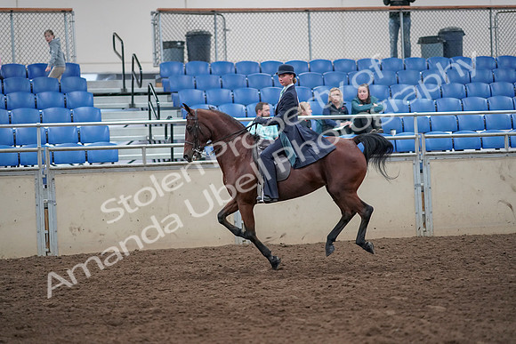 2019 Morgan Horse Show - Aug 31, 2019 - 08854
