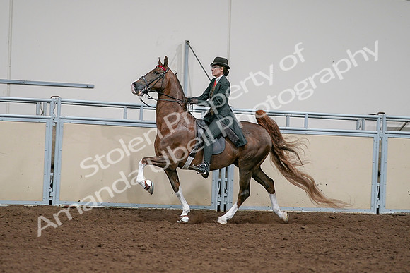 2020 - AB Morgan Horse - Sat, Sept 05 - 13048