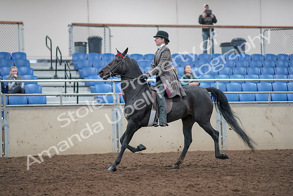 2019 Morgan Horse Show - Aug 31, 2019 - 09405