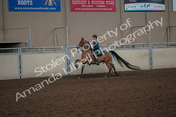2019 Morgan Horse Show - Aug 30, 2019 - 27991