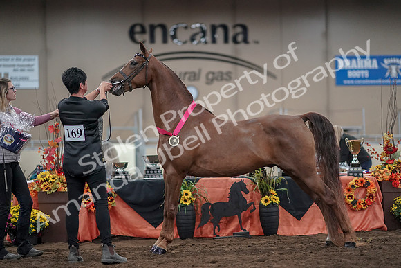 2019 Morgan Horse Show - Aug 31, 2019 - 01393
