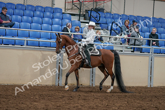 2020 - AB Morgan Horse - Sun, Sept 06 - 07466