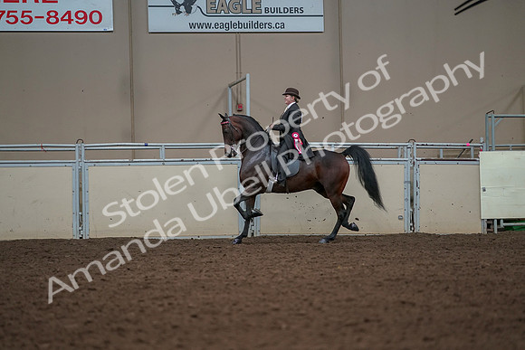 2019 Morgan Horse Show - Aug 30, 2019 - 28321