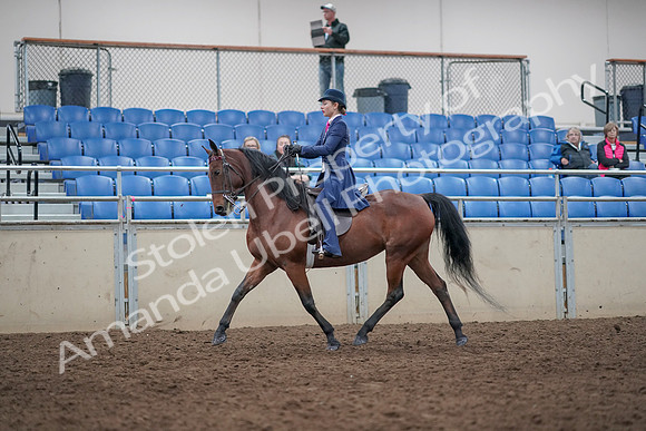 2019 Morgan Horse Show - Aug 31, 2019 - 09289