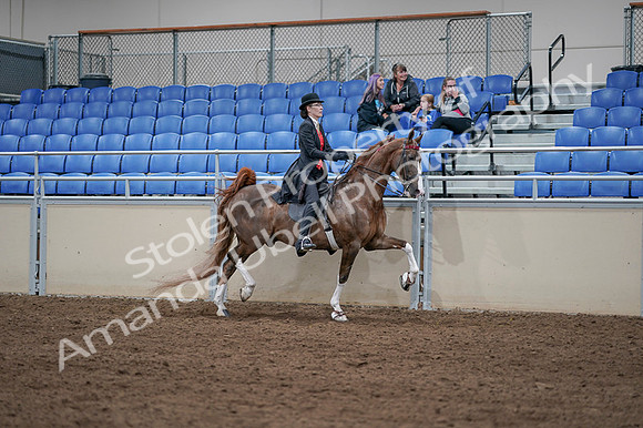 2020 - AB Morgan Horse - Fri, Sept 04 - 09863