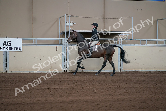 2019 Morgan Horse Show - Sept 01, 2019 - 03770