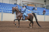 2020 - AB Morgan Horse - Sun, Sept 06 - 00015