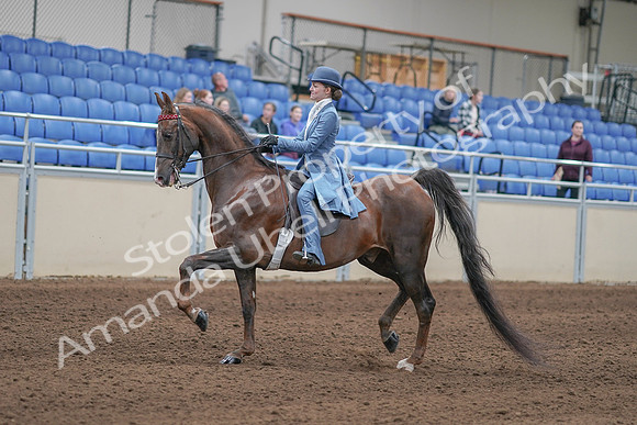 2020 - AB Morgan Horse - Sun, Sept 06 - 00015