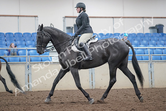2019 Morgan Horse Show - Aug 31, 2019 - 14802