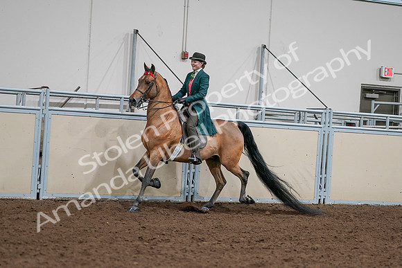 2020 - AB Morgan Horse - Sat, Sept 05 - 13675