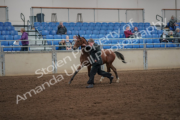 2019 Morgan Horse Show - Aug 30, 2019 - 25555