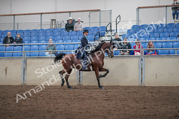 2019 Morgan Horse Show - Aug 31, 2019 - 09539
