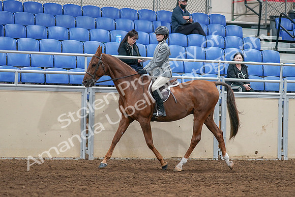 2020 - AB Morgan Horse - Sat, Sept 05 - 02612