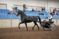 2019 Morgan Horse Show - Aug 31, 2019 - 04627