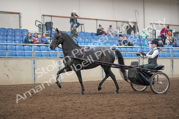 2019 Morgan Horse Show - Aug 31, 2019 - 04627