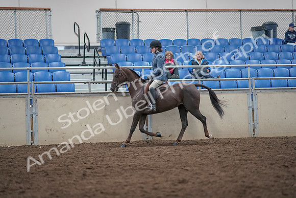 2019 Morgan Horse Show - Aug 31, 2019 - 16504