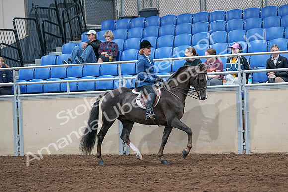 2020 - AB Morgan Horse - Sat, Sept 05 - 05086